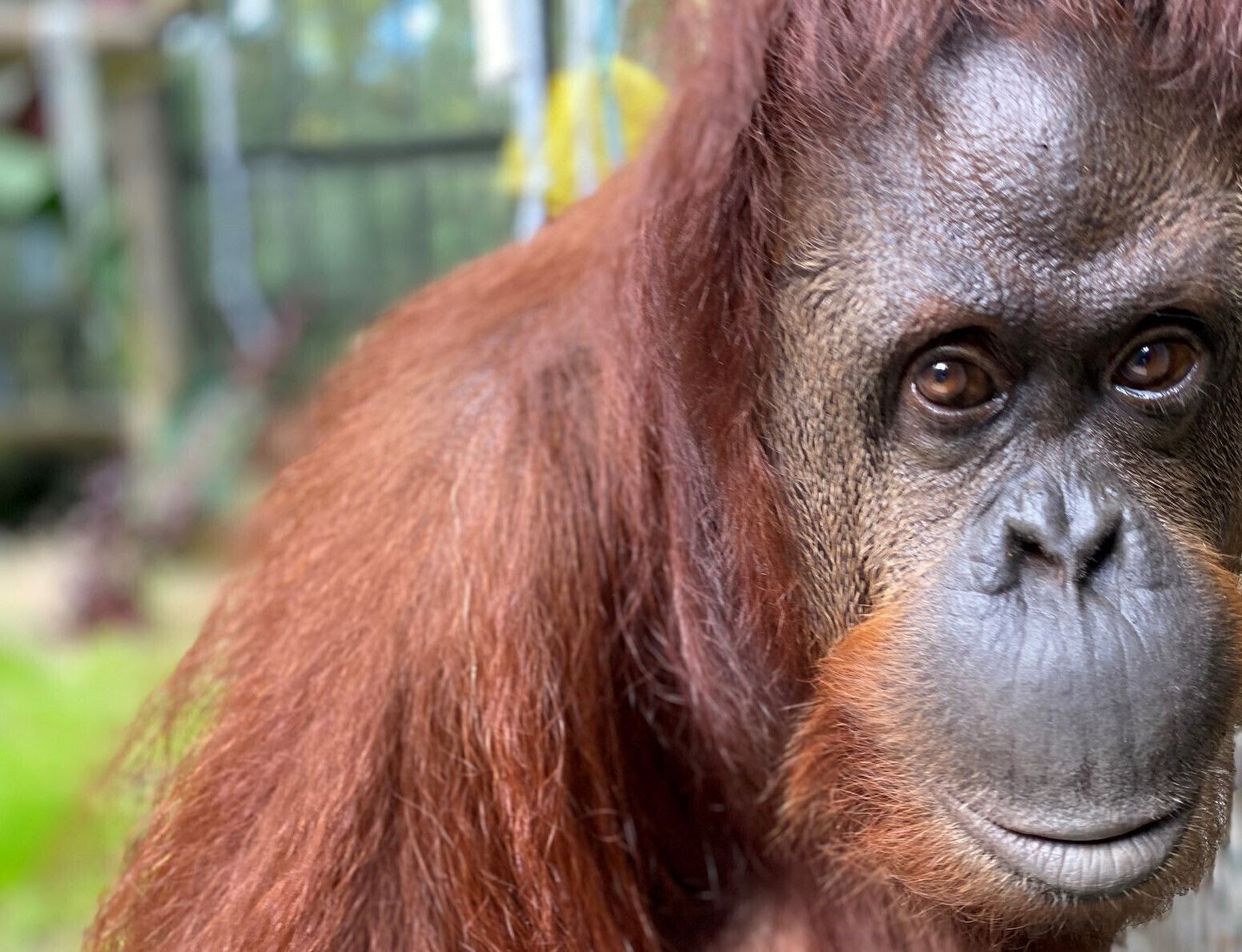 CORRECTION Sandra the Orangutan